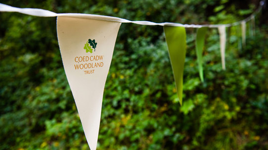 Bunting at Pen Y Coed Wales