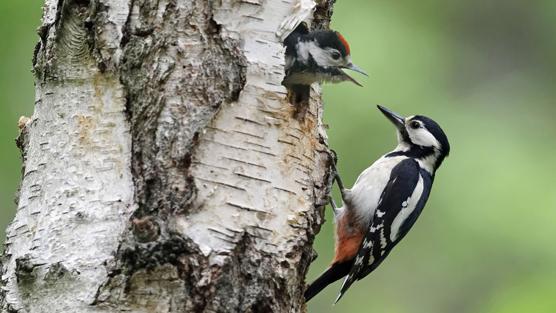 Great spotted woodpecker female and young in downy birch tree nesthole