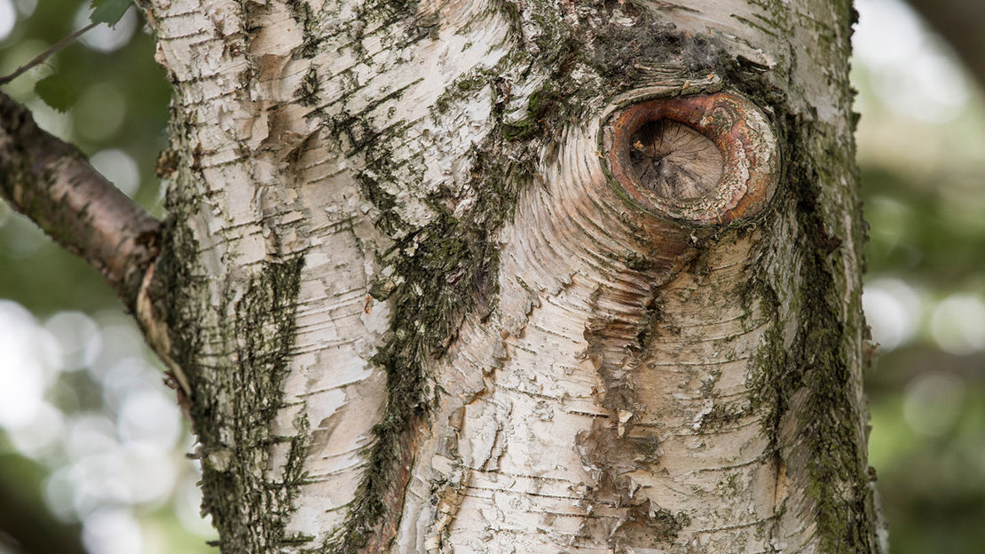 Downy birch bark close-up