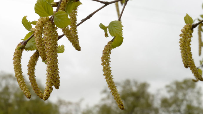 Downy birch catkins