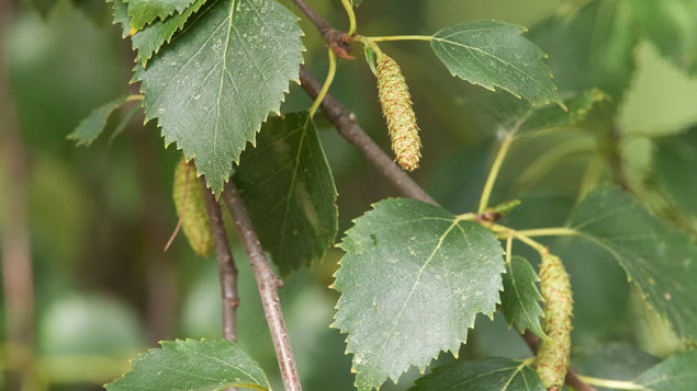 Downy Birch Betula Pubescens Woodland Trust Downy Birch Betula Pubescens Woodland Trust