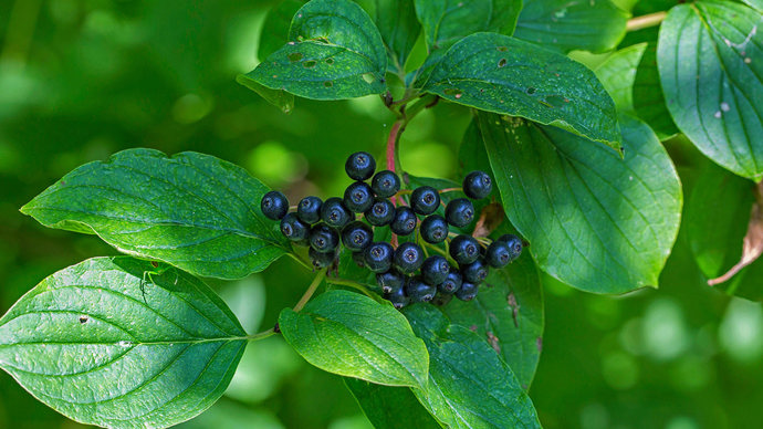 Dogwood berries and leaves close-up