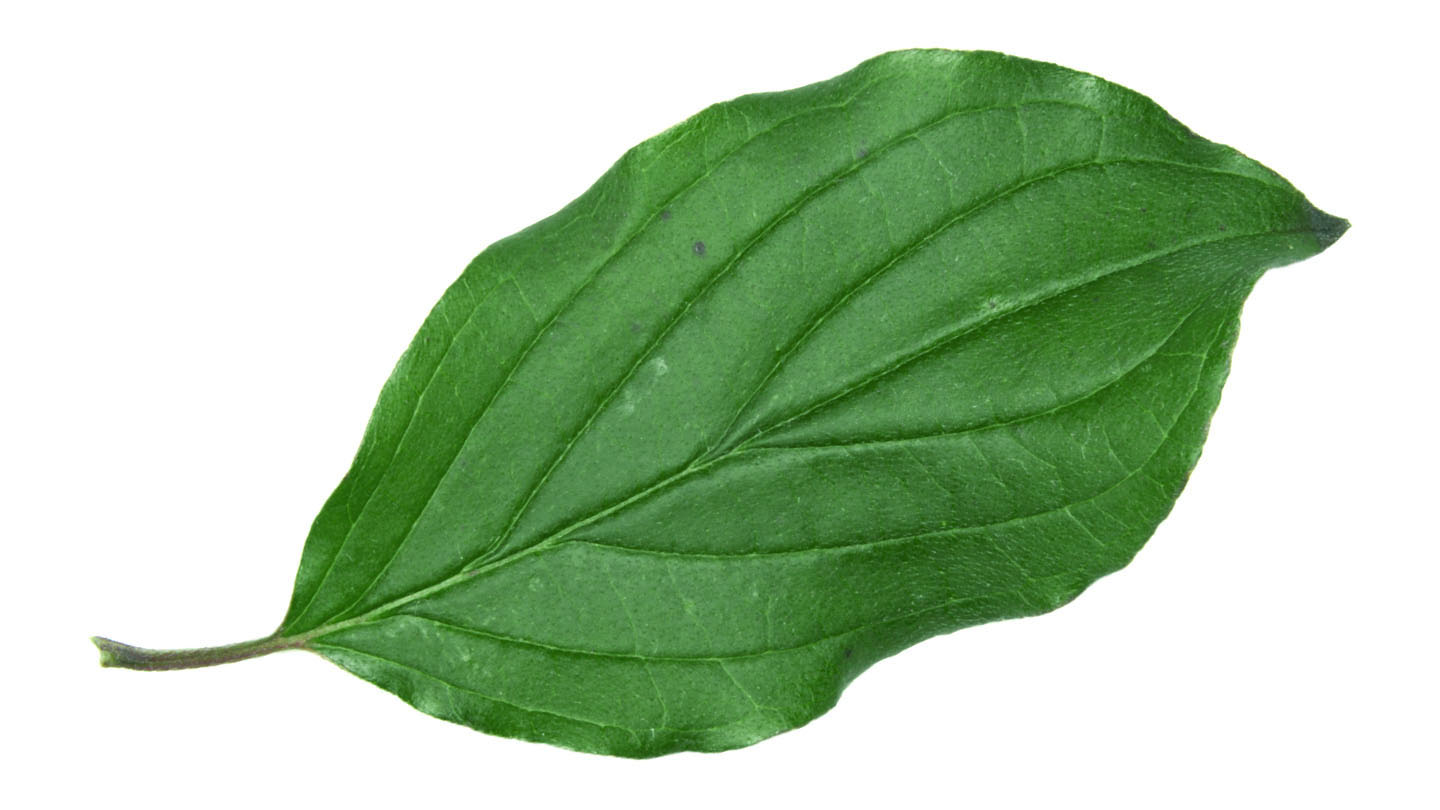 Dogwood (Cornus sanguinea) - British Trees - Woodland Trust