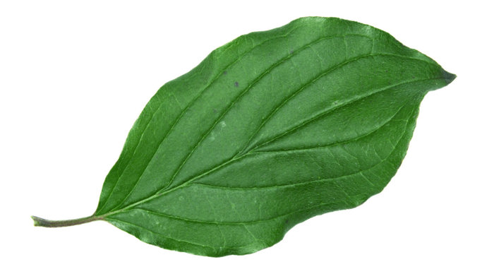 Dogwood single leaf on white background