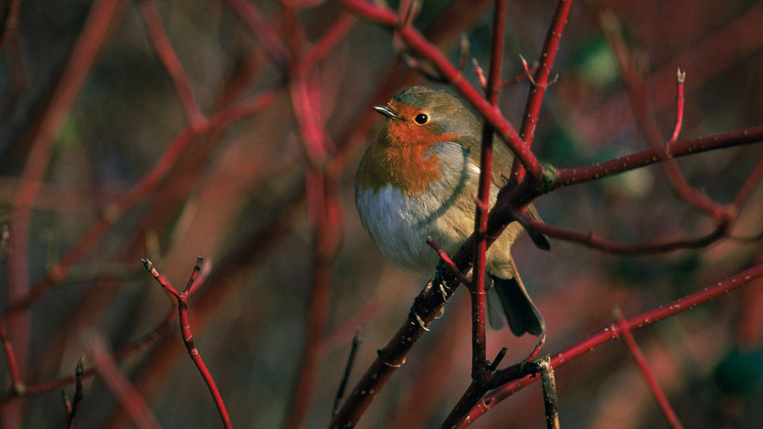 Robin perched in dogwood tree