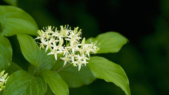 Dogwood blossom against a black background