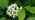 Dogwood white flowers clustered hedgerow shrub