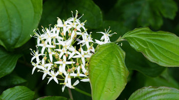 Dogwood white flowers clustered hedgerow shrub Dogwood white flowers clustered hedgerow shrub