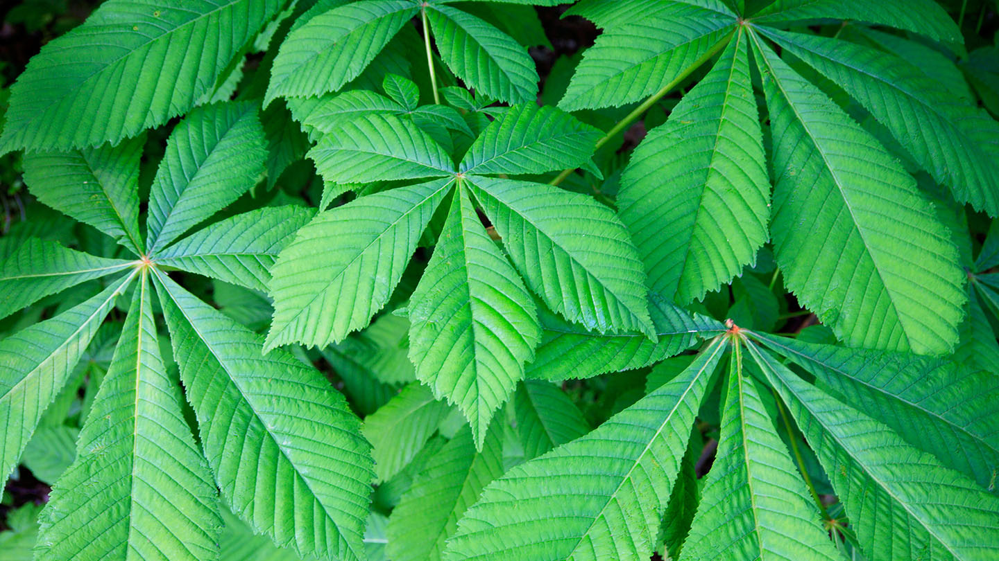 Horse Chestnut (Aesculus hippocastanum) Woodland Trust