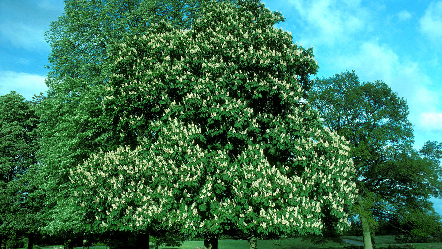 Horse Chestnut (Aesculus hippocastanum) Woodland Trust