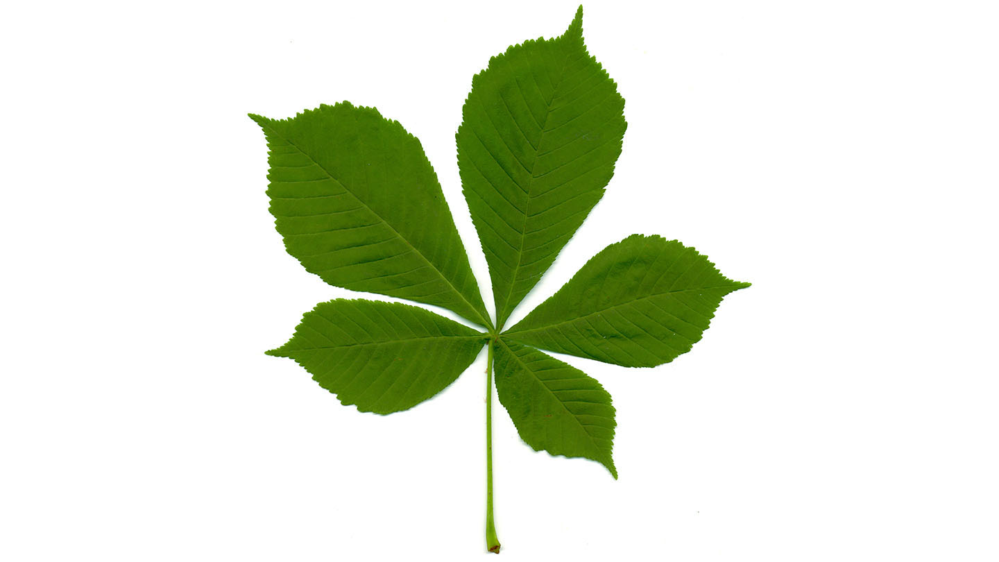 Horse Chestnut (Aesculus hippocastanum) Woodland Trust