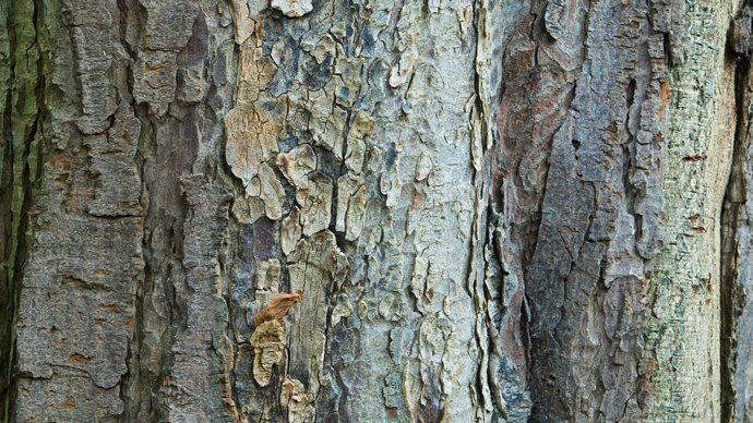 Horse chestnut tree bark