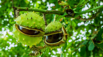 Horse chestnut conker in shell on tree