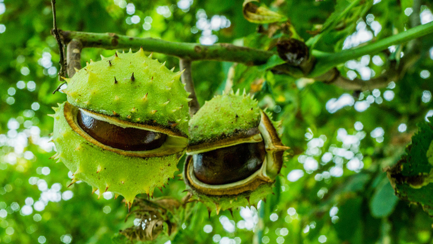 What Does A Chestnut Tree Look Like