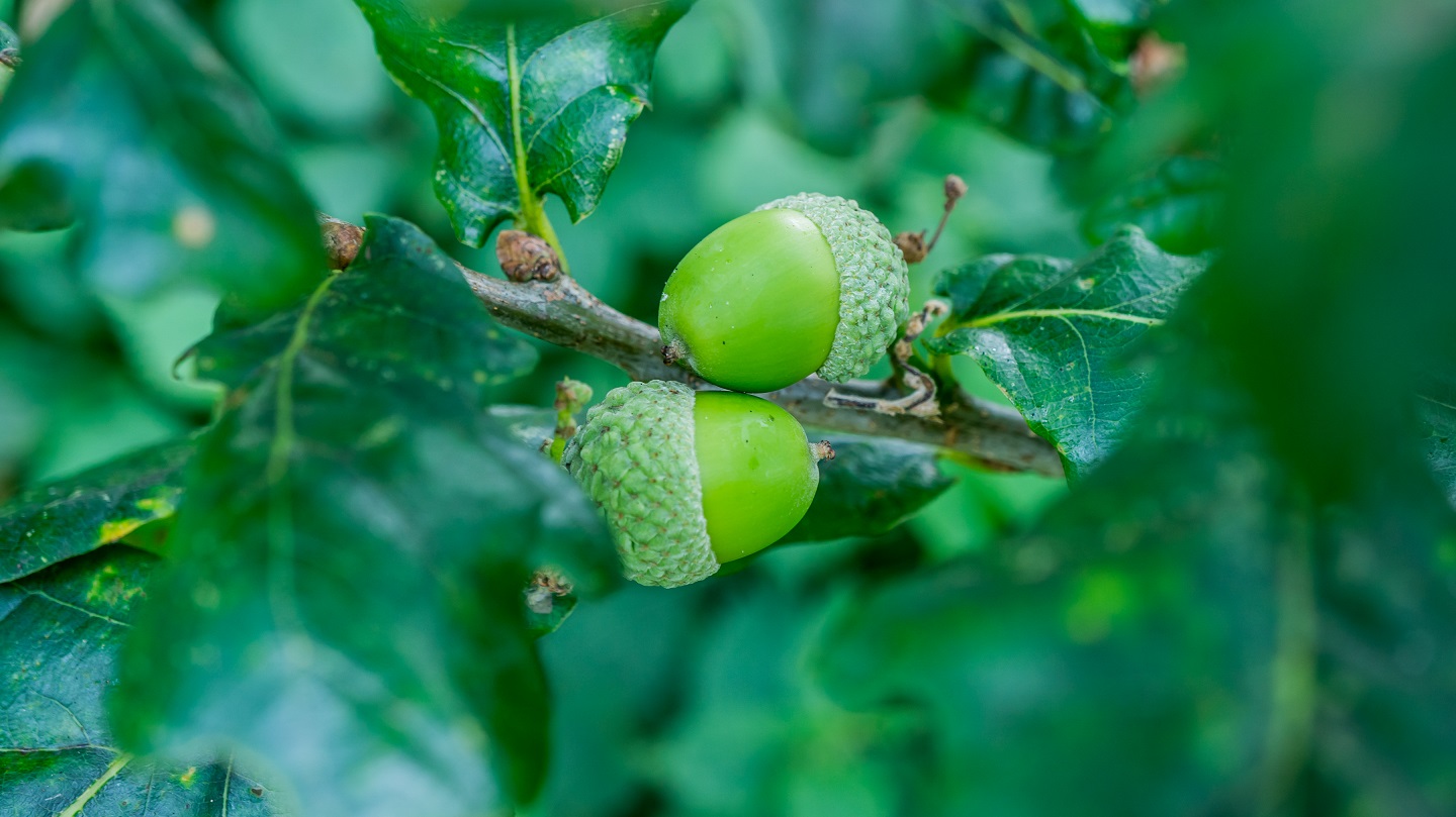 real green acorns