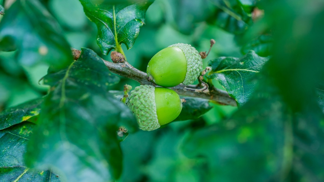 Close up of two green acorns in an oak tree