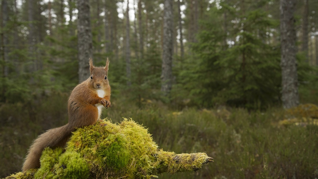 A red squirrel sitting on a mossy tree stump facing the camera with woods in the background