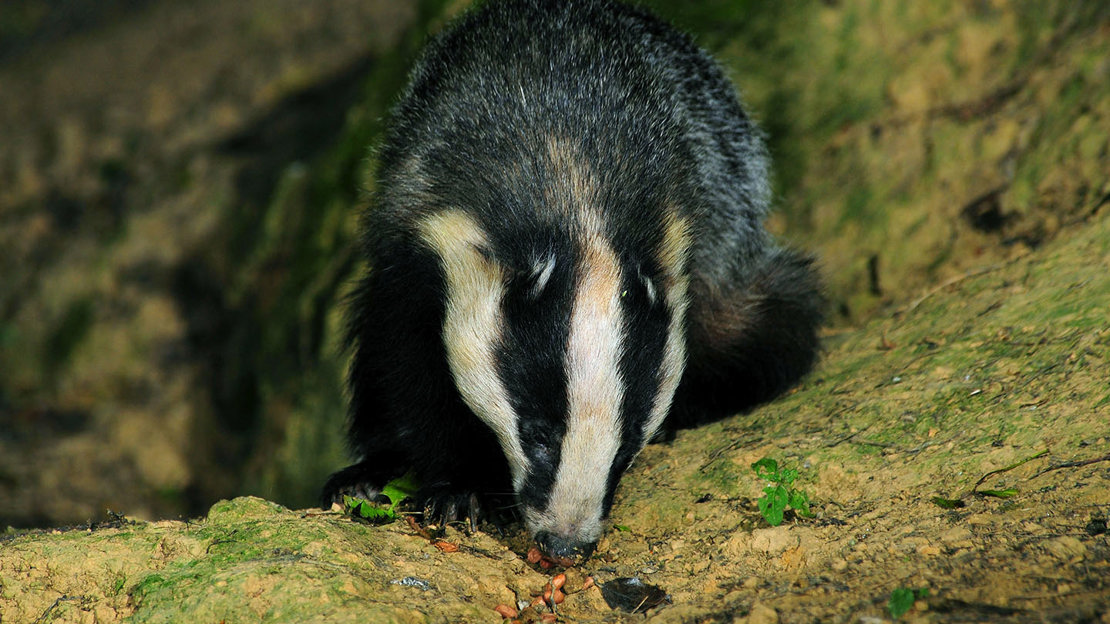 Badger feeding at night
