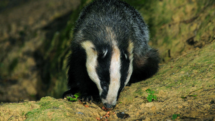 Badger feeding at night