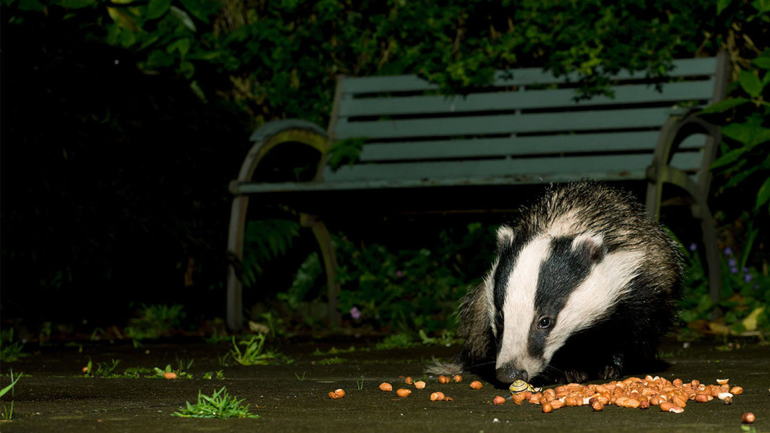 Badger in park feeding on peanuts