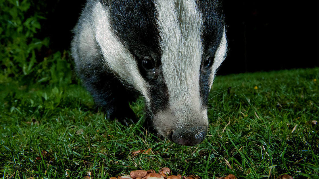 Male badger eating peanuts