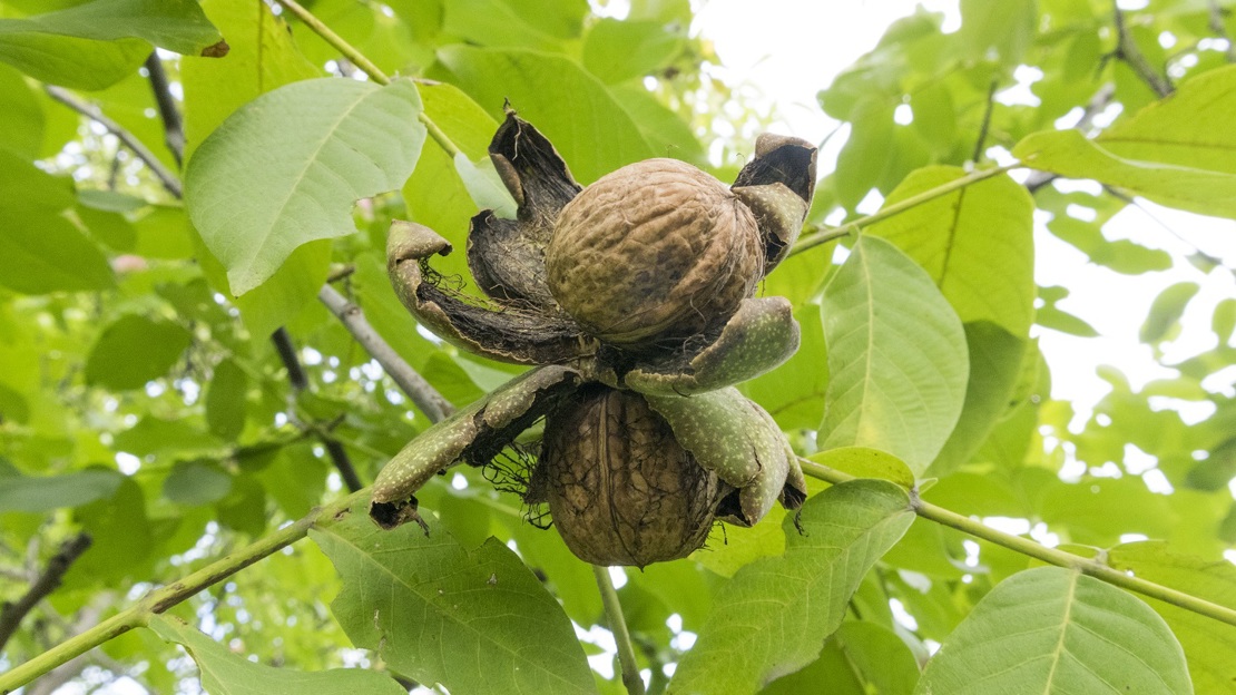 Two ripe brown walnuts on a branch