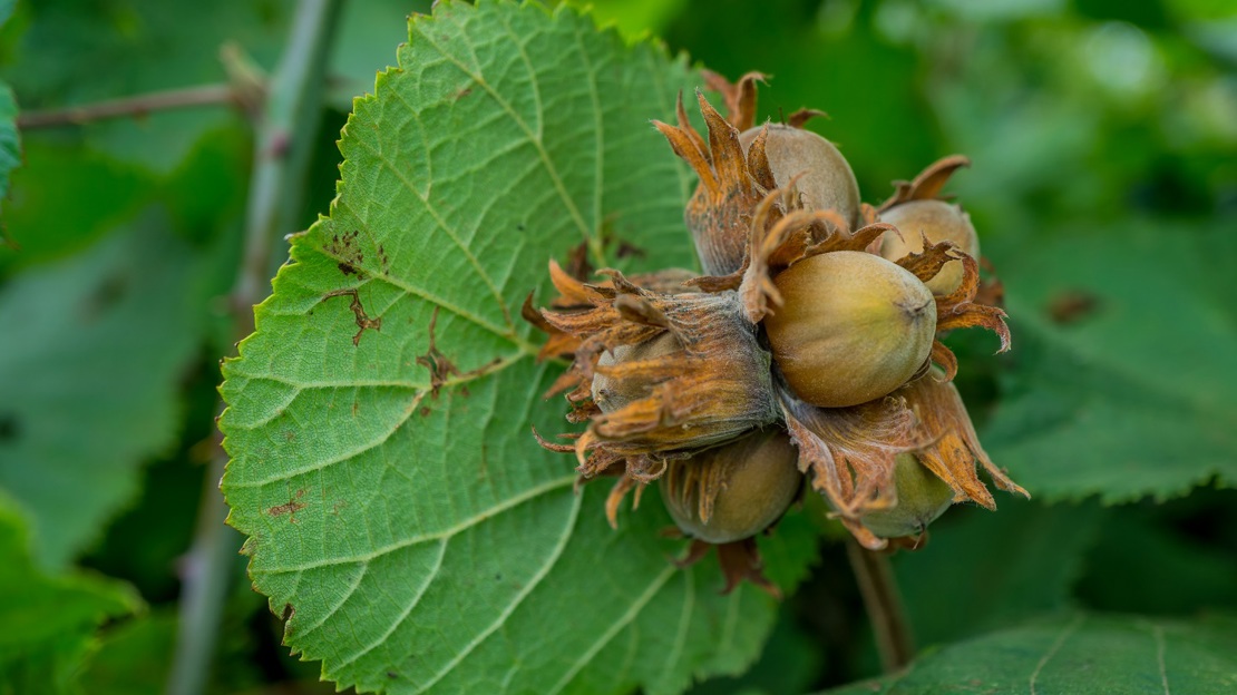 Cluster of ripe brown hazelnuts on a branch