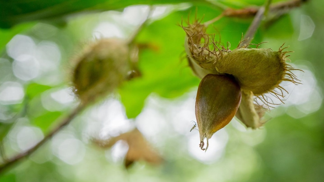 An open case revealing the beech nut still on the tree