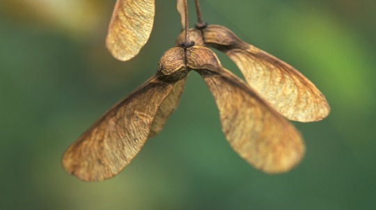 Which Trees Do Helicopter Seeds Grow On Woodland Trust Which Trees Do Helicopter Seeds Grow On Woodland Trust