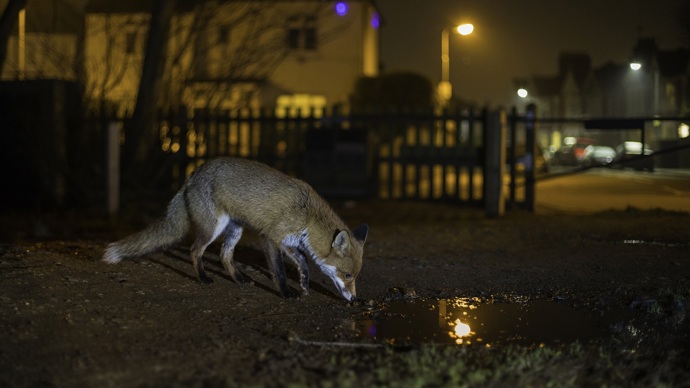 A fox sniffing a puddle in a built up area at nighttime