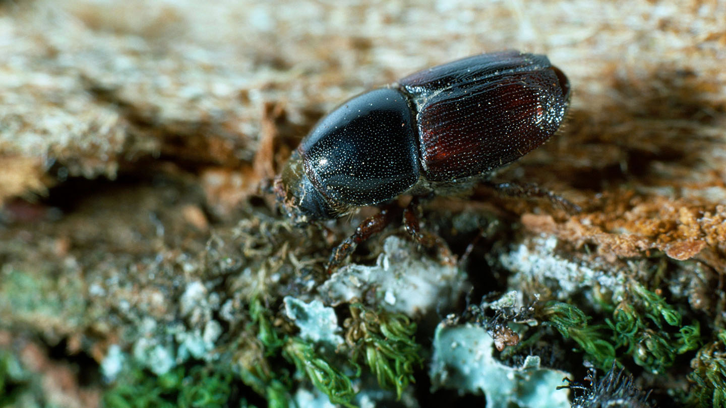 How Do Elm Bark Beetles Spread? – FYCJBY
