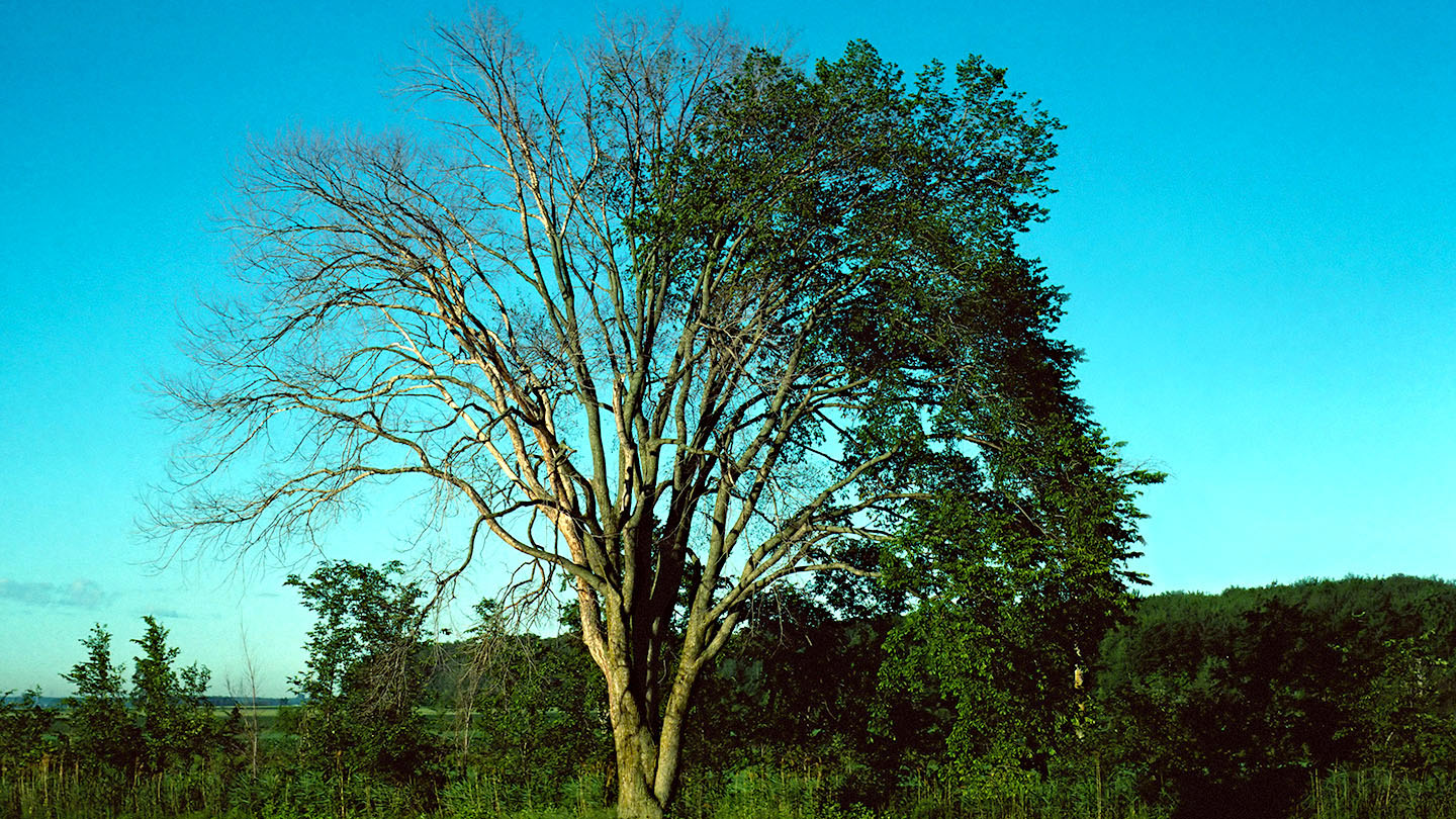 elm tree dying of dutch elm disease alamy dwh9p2 winston fraser