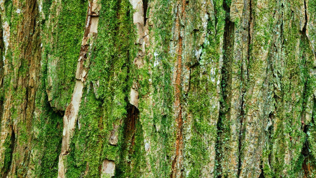 Huntingdon elm tree bark
