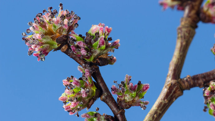Huntingdon elm flowers budding in early April