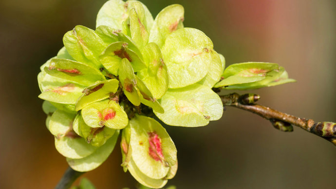 Huntingdon elm seed pods in late April