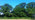 Huntingdon elm trees on a farm