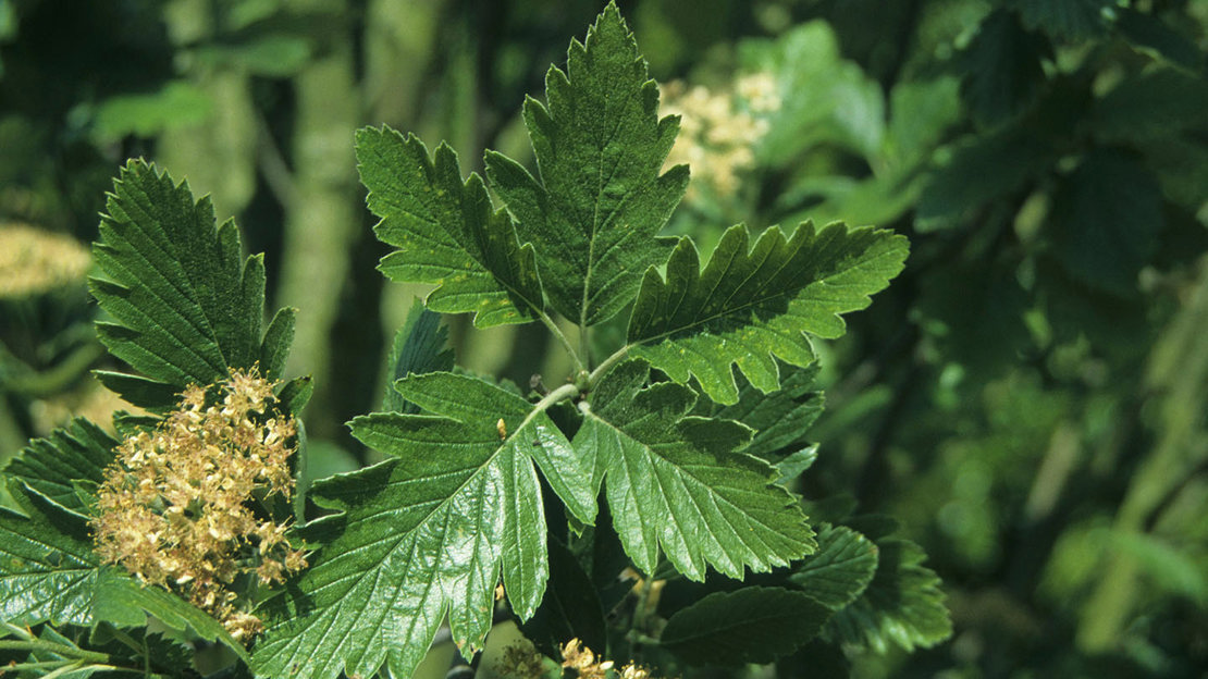 Arran whitebeam leaves and flower