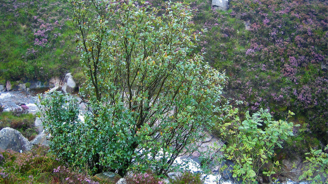 Arran Whitebeam (Sorbus arranensis) Woodland Trust