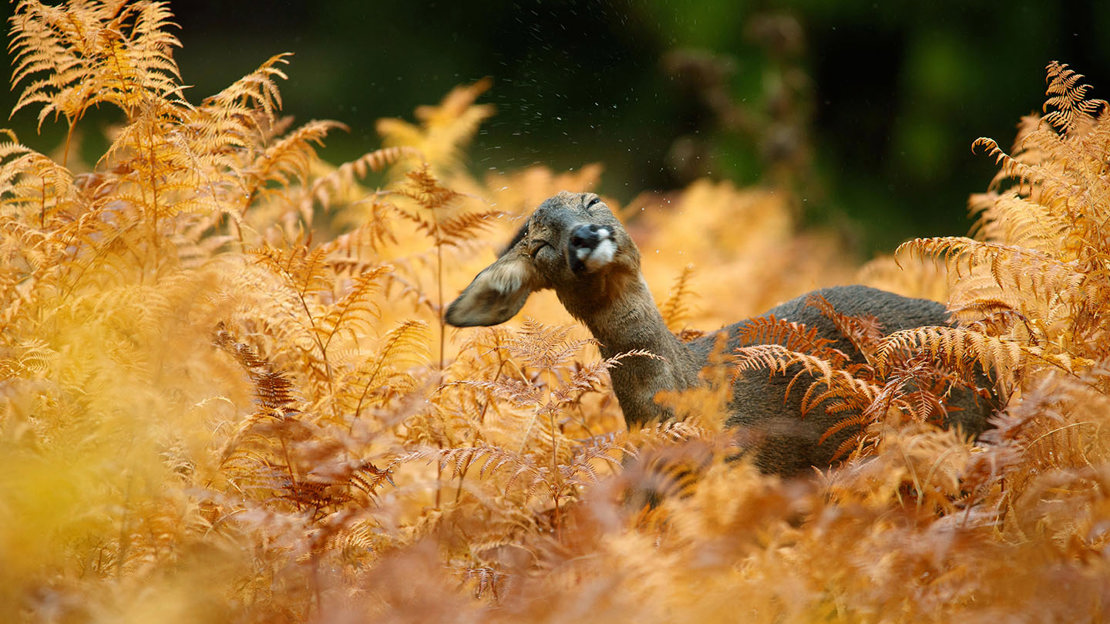 Rose deer in autumn bracken