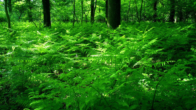 Bracken in woodland
