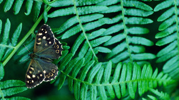 Speckled wood butterfly on bracken
