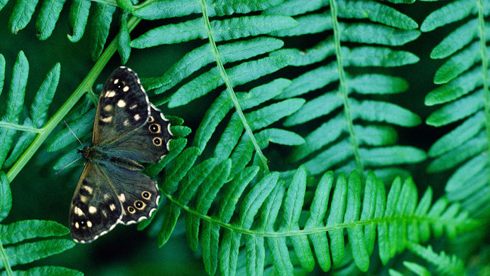 Speckled wood butterfly on bracken