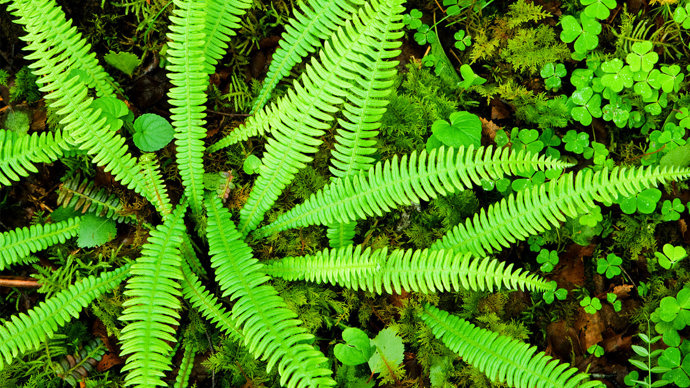 Herd fern in shady woodland