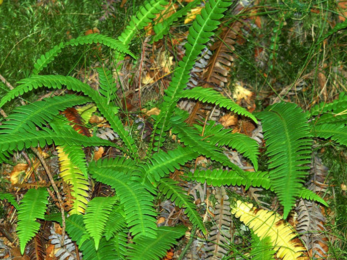 Umbraco.Cms.Infrastructure.PublishedCache.Property