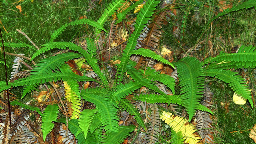 Umbraco.Cms.Infrastructure.PublishedCache.Property