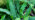 Hard fern fronds