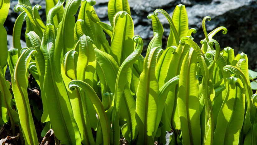 Umbraco.Cms.Infrastructure.PublishedCache.Property