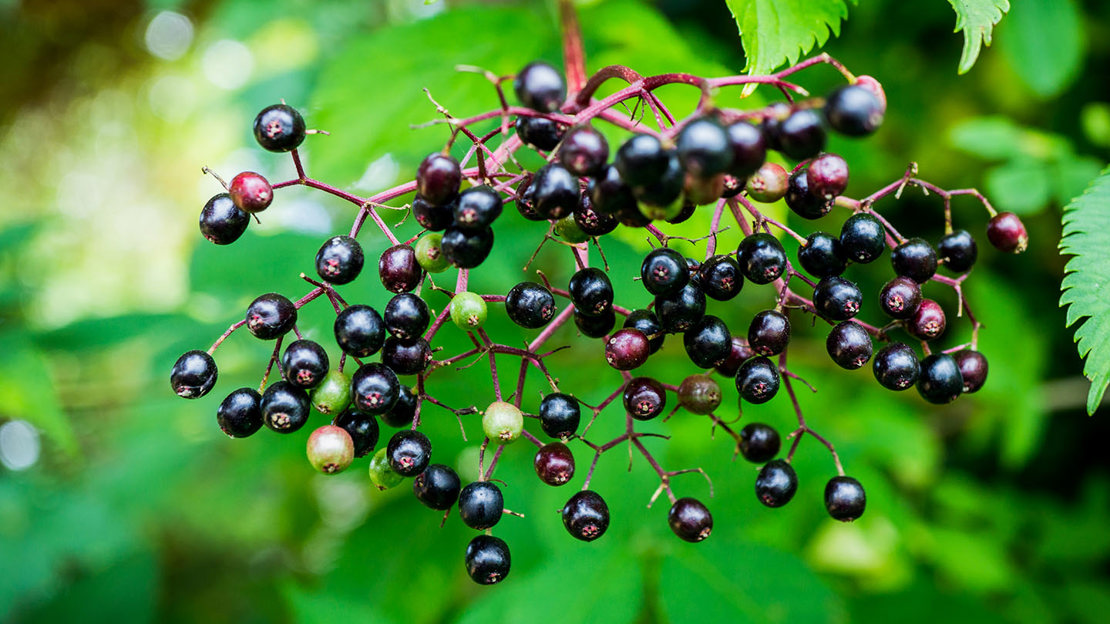 Elder berries on tree