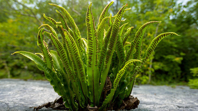 Hart's tongue fern