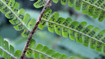 Scaly male fern Dryopteris affinis